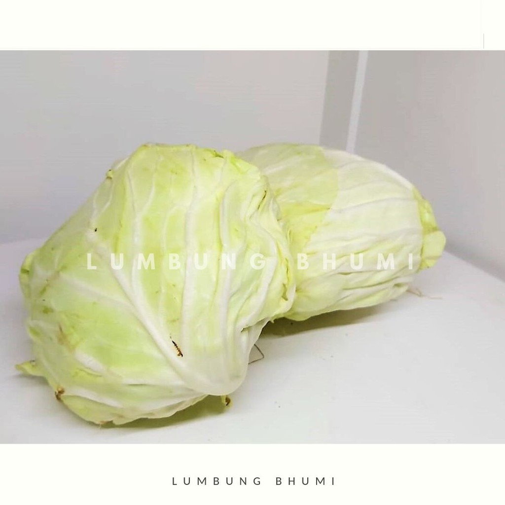 Kol Putih Sedang 1 Pcs Sayur Curah Shopee Indonesia