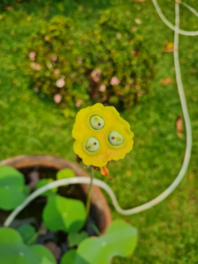 Skat Ikan Cupang Atau Pemisah Toples