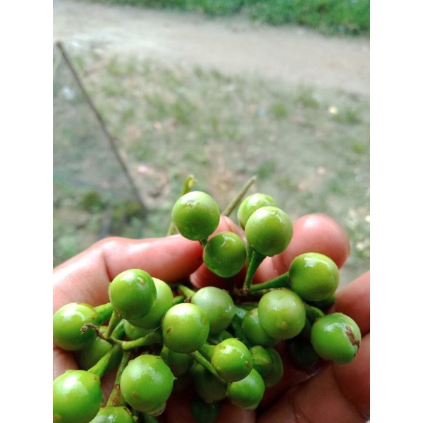 

Tekokak Segar Fresh Pokak Cekokak Kokak Cekloklak Rumbing Fresh 200 gram