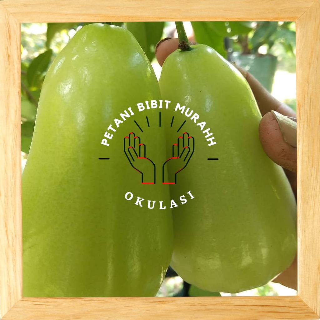 bibit jambu air super green