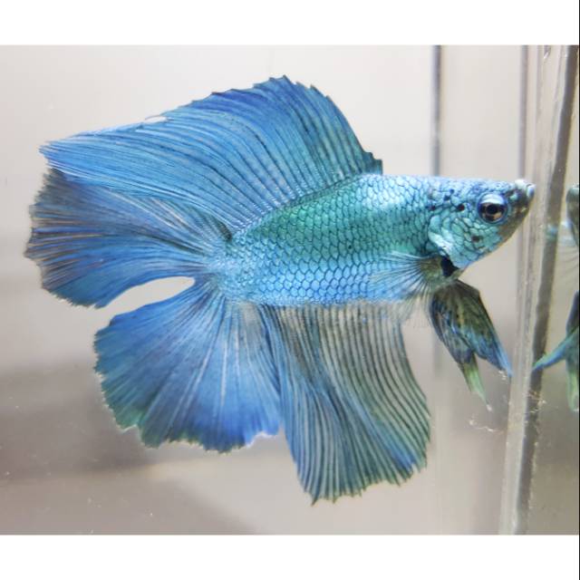 Ikan Cupang Halfmoon Double Tail Green Tosca
