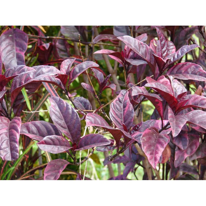 Daun Handeleum Handeuleum Daun Ungu Obat Wasir Ambeien Ambeyen