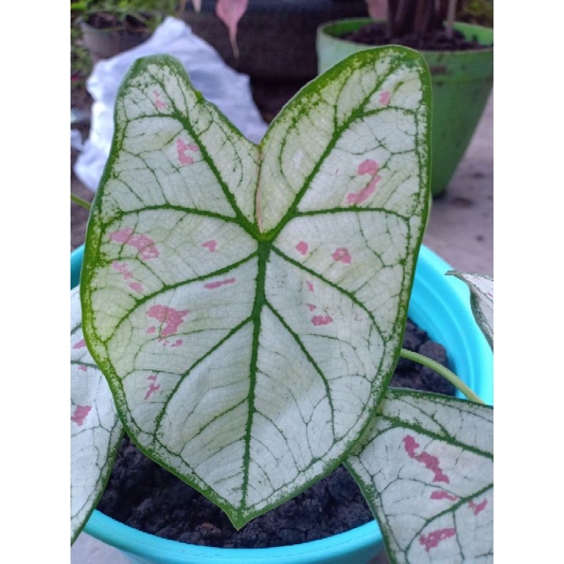 TANAMAN HIAS BIBIT CALADIUM STRAWBERRY STAR | KELADI STRAWBERRY STAR | CALADIUM STRAWBERRY STARS