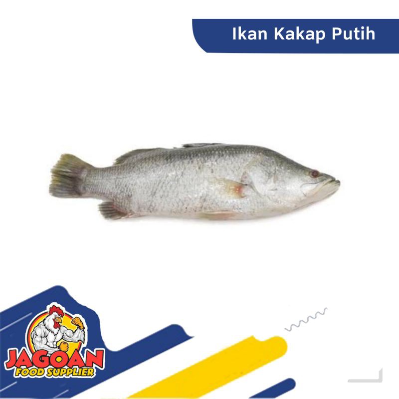 

Ikan Kakap Putih Per Kg / Ikan Segar