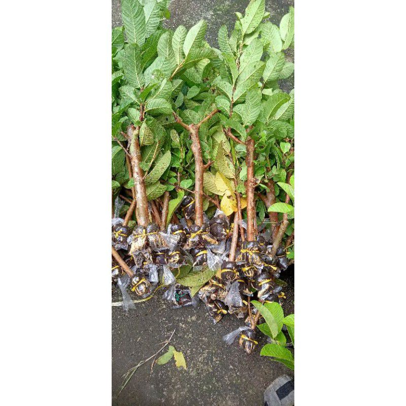 Bibit Jambu Biji Merah. fresh Cangkok Jambu Biji Merah