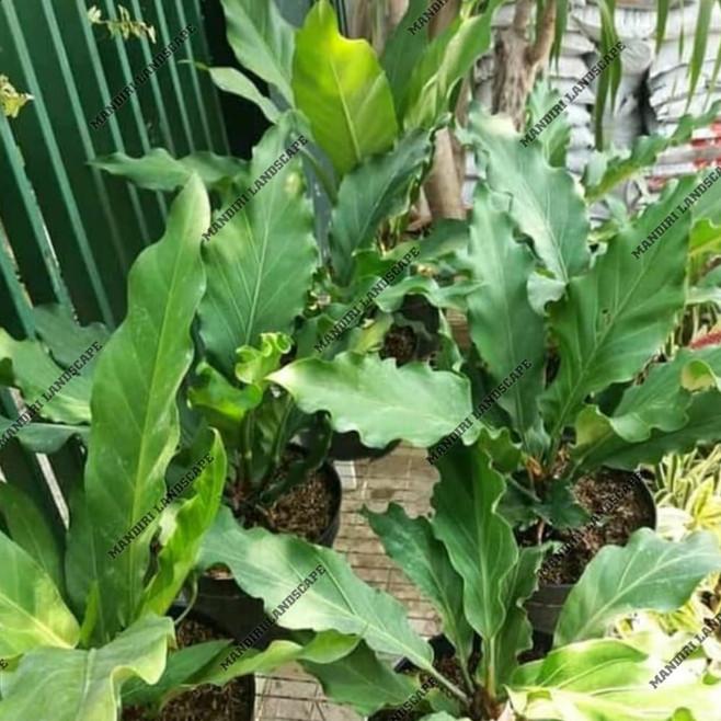 TERBARUPROMO Tanaman Hias Anthurium Gelombang Cinta - Tanaman Hidup-,Bunga Hidup Murah Bunga Hias