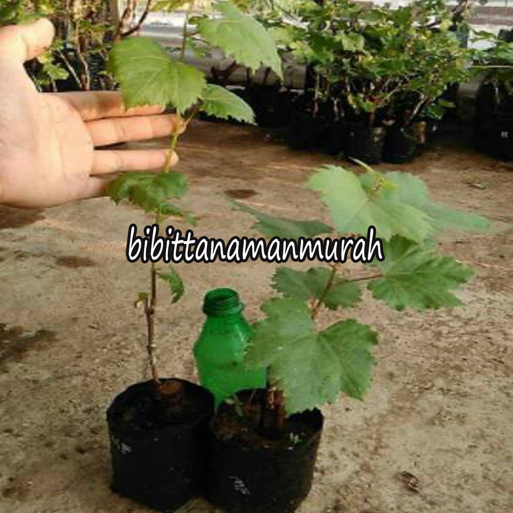 Bibit anggur import manicur fingger