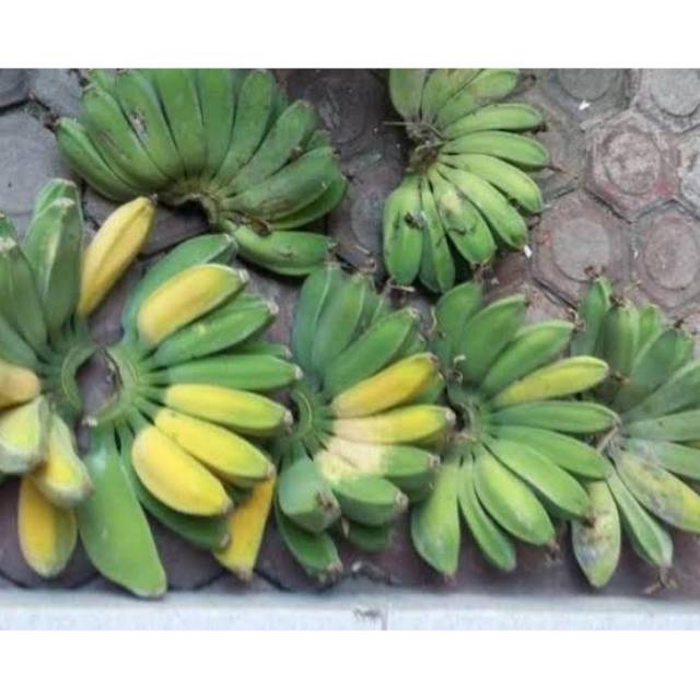 

Pisang Kepok/ Pisang Sobo/ Matang Pohon/ per Sisir