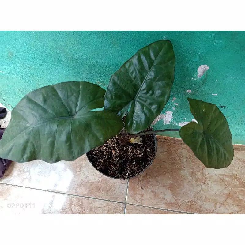 Tanaman Hias Keladi Hitam - Keladi Hitam