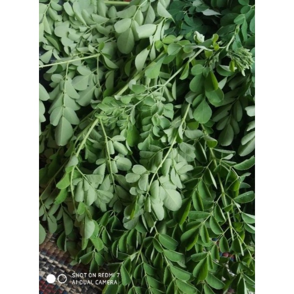 

Daun Kelor Segar Untuk Herbal Atau Di Sayur Bening.