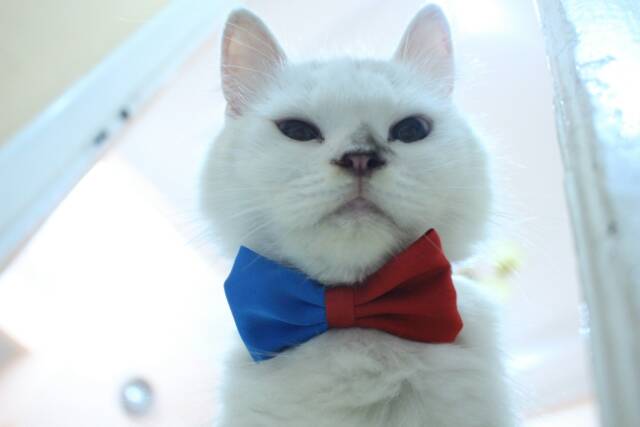 Half bowtie / dasi kucing / dasi lucu / dasi imut / baju kucing