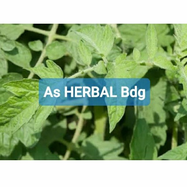

Daun tomat segar 250 gram fresh-az