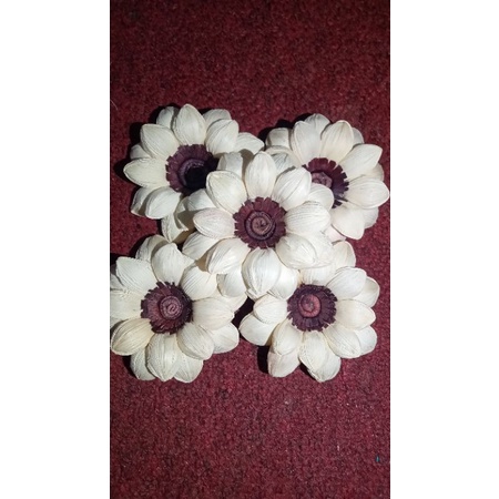 bunga matahari klobot jagung