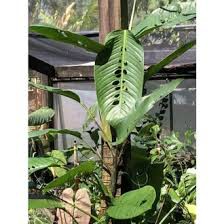 Tanaman hias Rhaphidophora foraminifera (duda bolong)- tunasan