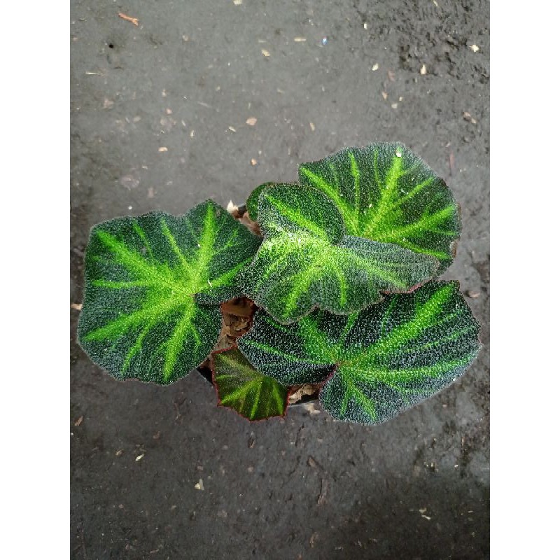 TANAMAN HIAS BEGONIA KARPET