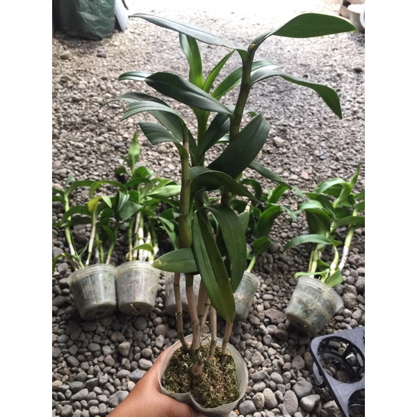 anggrek dendro bulat dewasa jumbo