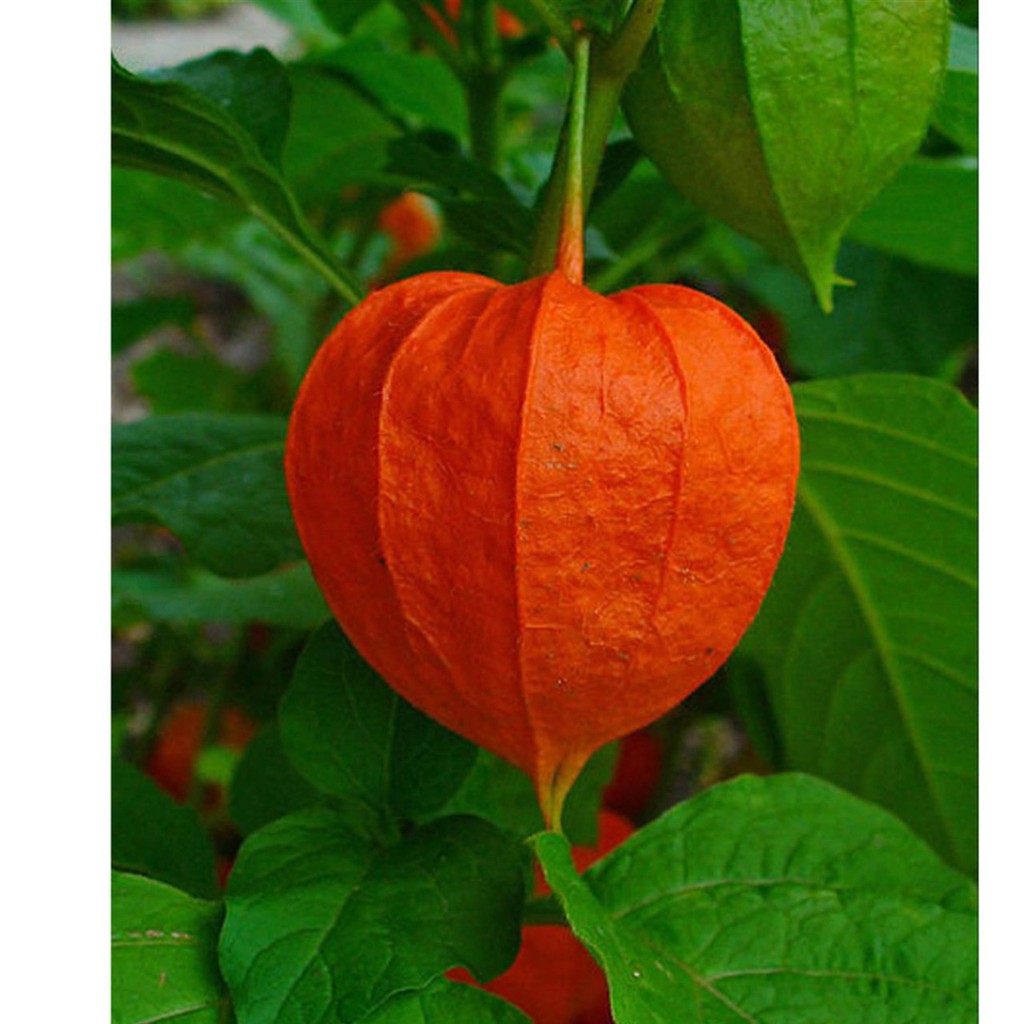 Biji Ciplukan Merah - Bibit Tanaman Buah Ciplukan Merah - Ciplukan Merah - Buah Ciplukan - COD