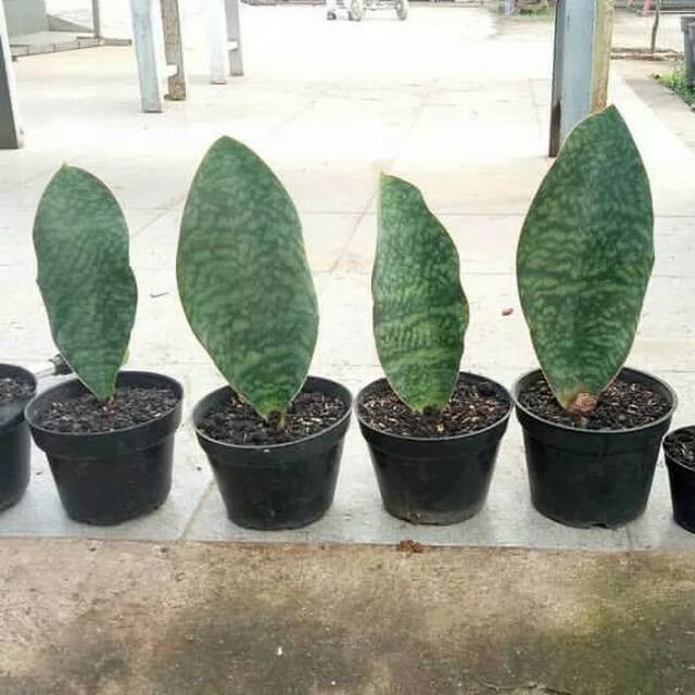 Jual Tanaman indoor sansivera mansoniana sansiveira centong sansevieria taneman indor