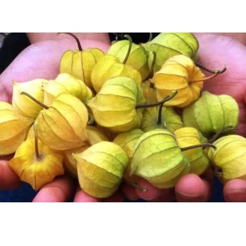 

Limit Edision PROMO CIPLUKAN/CECENDET/GOLDEN BERRY 250 GRAM j37^