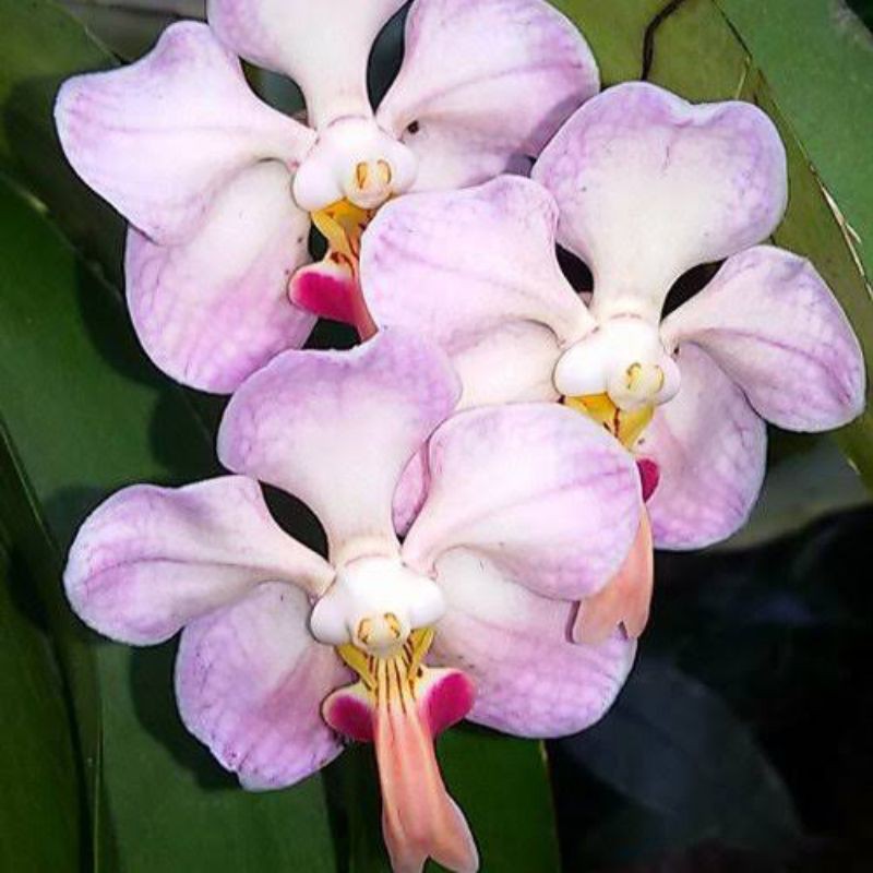 Vanda Foetida