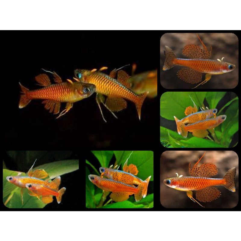 ikan pseudomugil paskai untuk aquarium dan aquascape