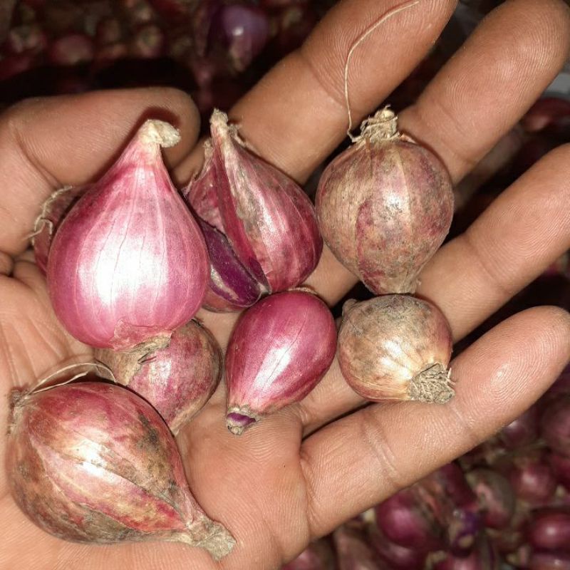 

BAWANG MERAH BREBES FRESH UK. BESAR/SUPER