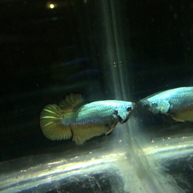 Cupang yellow dragon