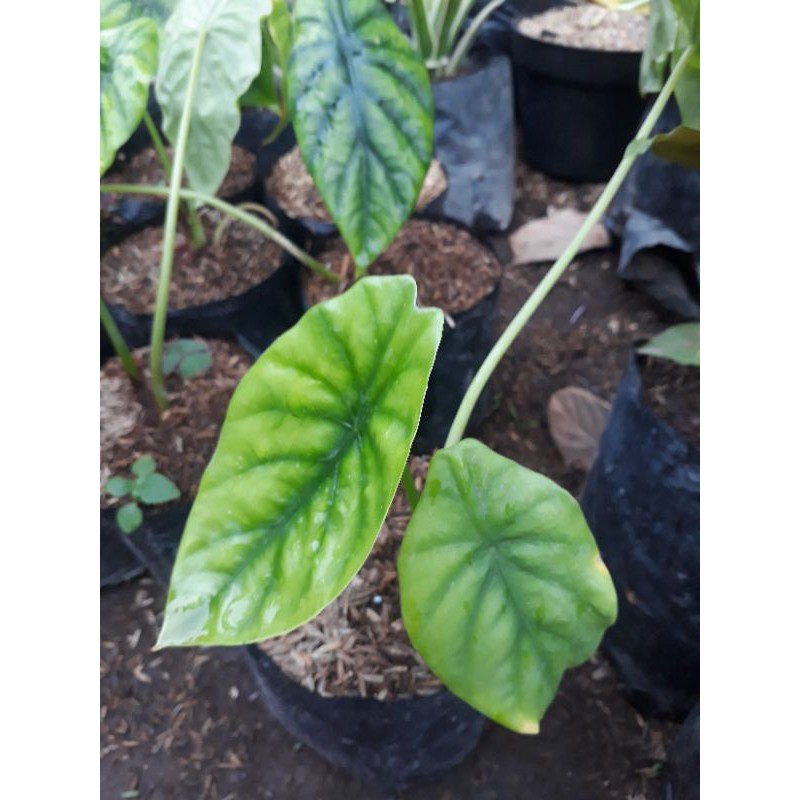 Alocasia hijau.alocasia tengkorak hijau