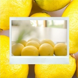 

Lemon California Murah bandung