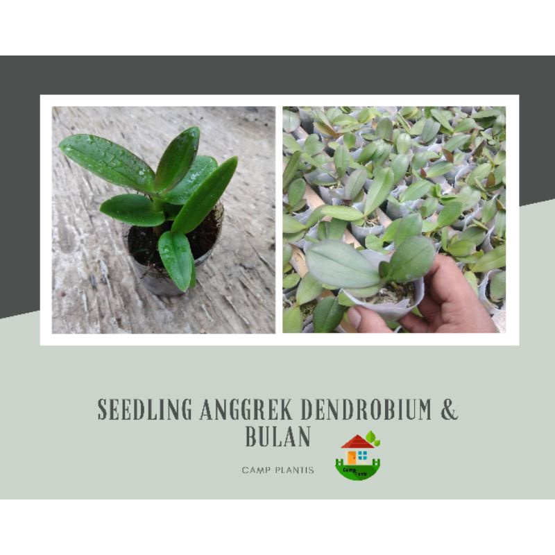 Paket 5 Anggrek Seedling Dendrobium + 5 Anggrek Seedling Bulan - Warna Mix/Random