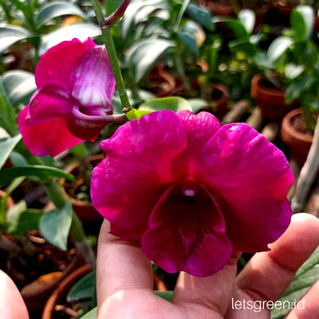 Anggrek Dendrobium Princess Diana (PLANT MINI)