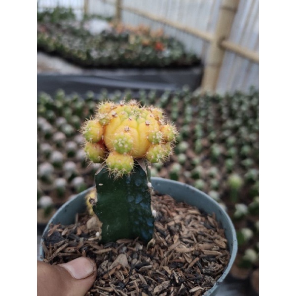 KAKTUS DAMSI VARIEGATA