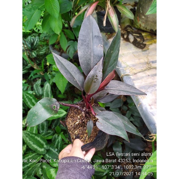 philo black cardinal