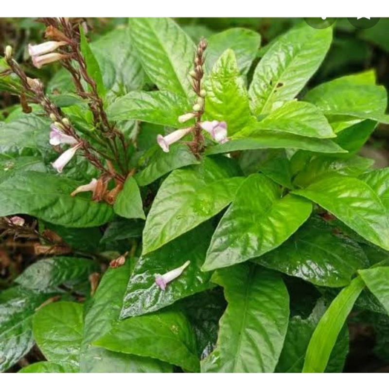 

PROMO daun rendeu segar frseh 200grm