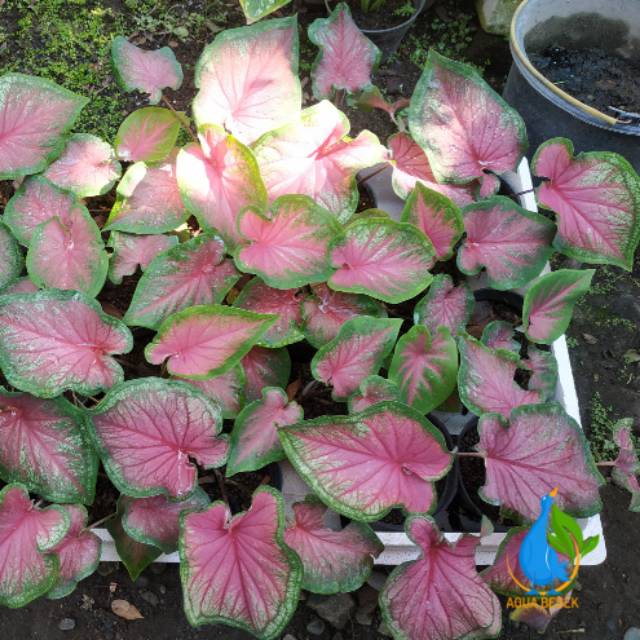 Caladium Florida Sweet Hearth Keladi Hias Florida Series Shopee Indonesia