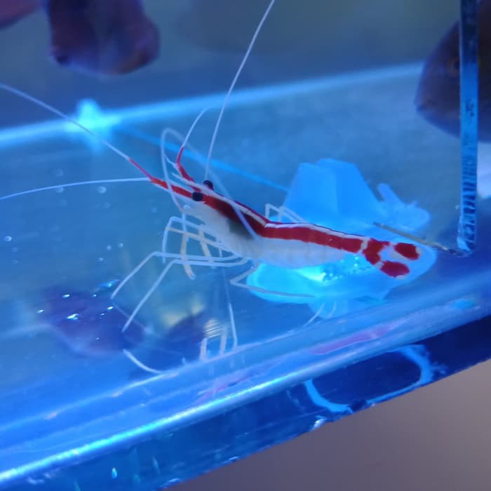 7300 Jual Aquarium Ikan Hias Air Laut Gratis Terbaik