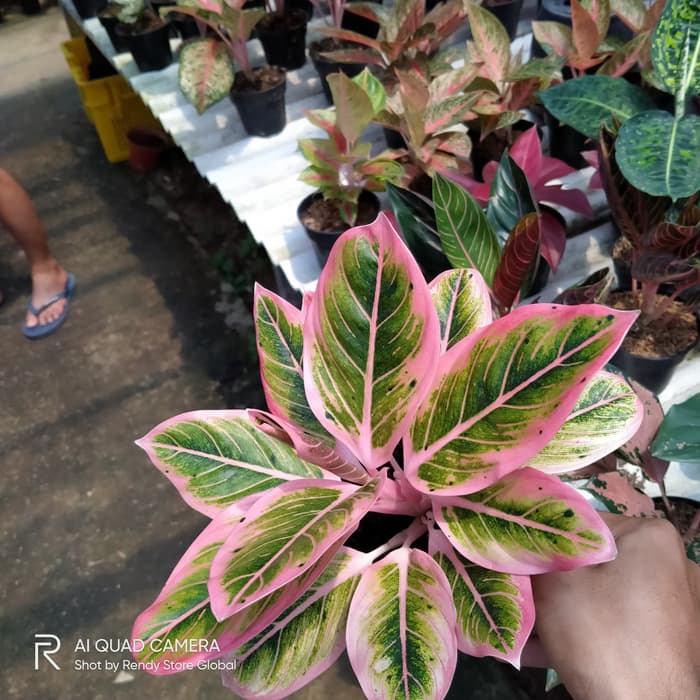 Tanaman hias Aglonema Lotus delight - Aglonema Lotus