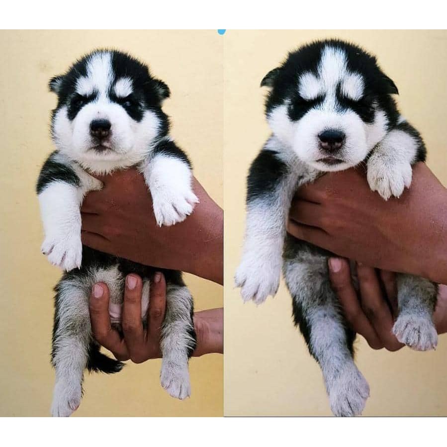 Siberian Husky Stb Vaksin Microchip Husky Big Bone Long Hair Ready Jual Anjing di Medan