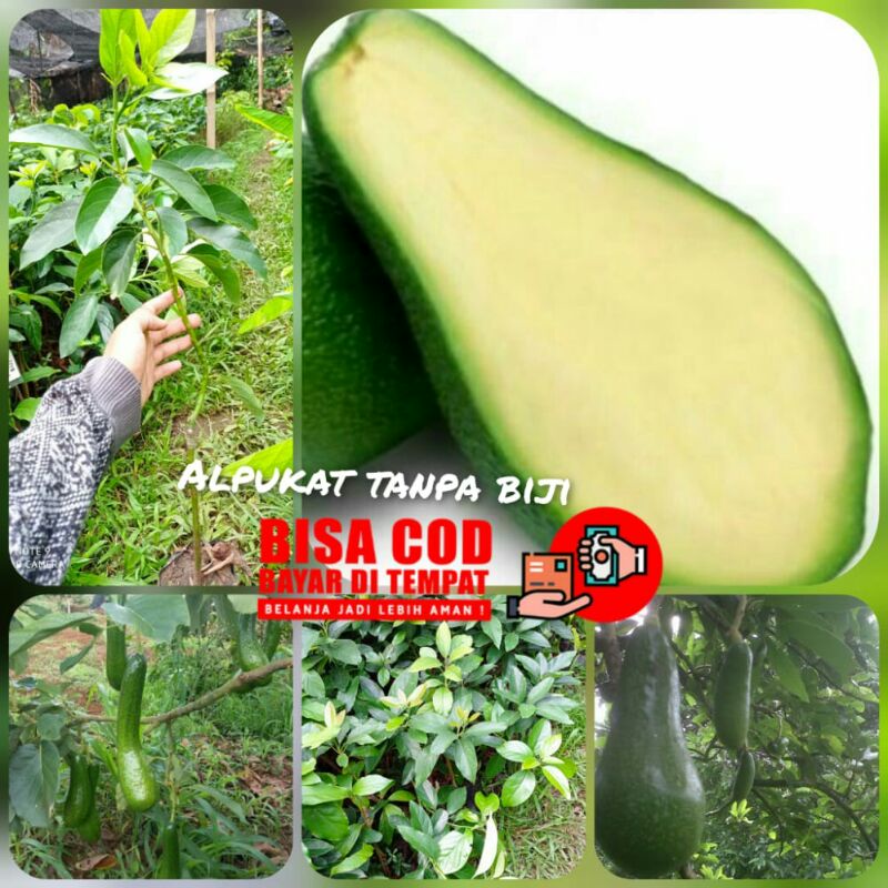 bibit unggul okulasi alpukat tanpa biji