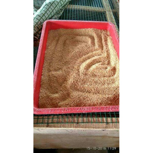 

Jual Telur Jangkrik Solo Kualitas Super PROMO