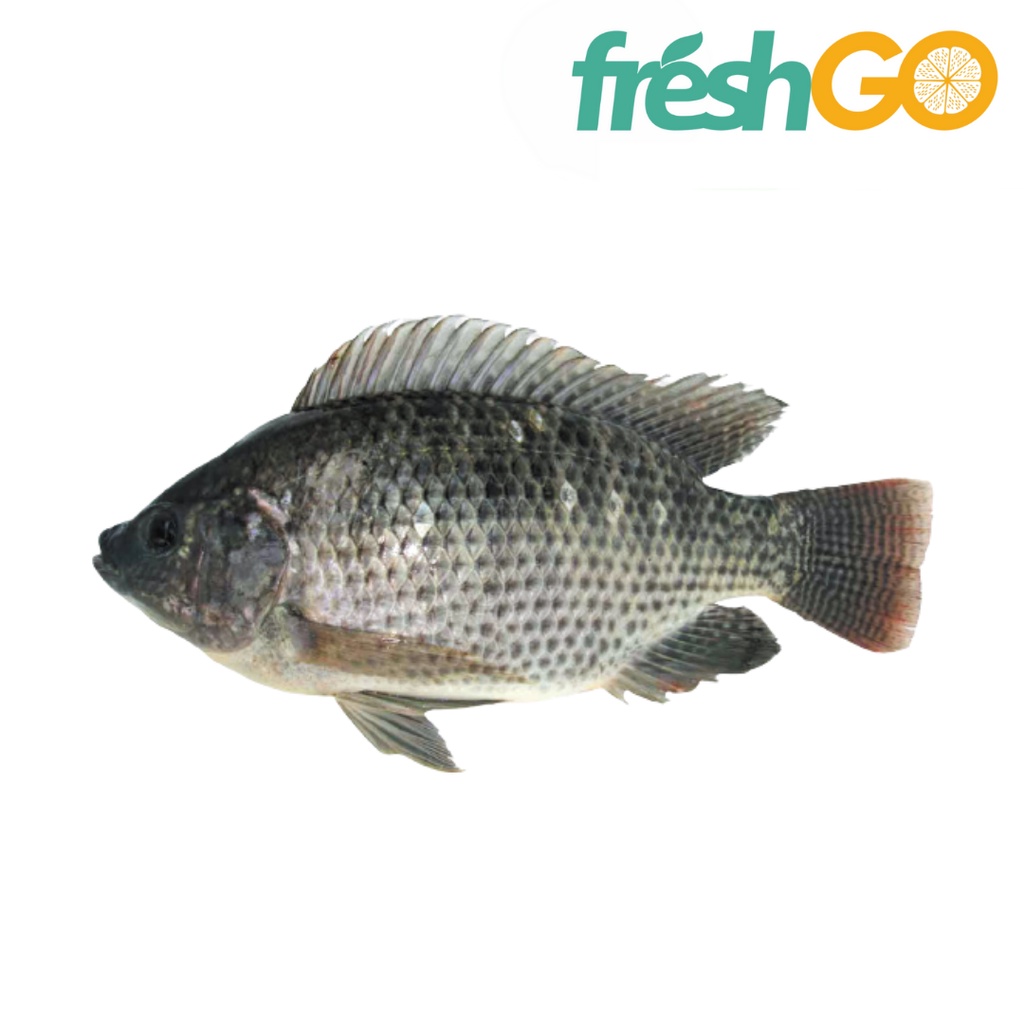 

Ikan Nila Frozen Segar 1 Pack | FRESHGO