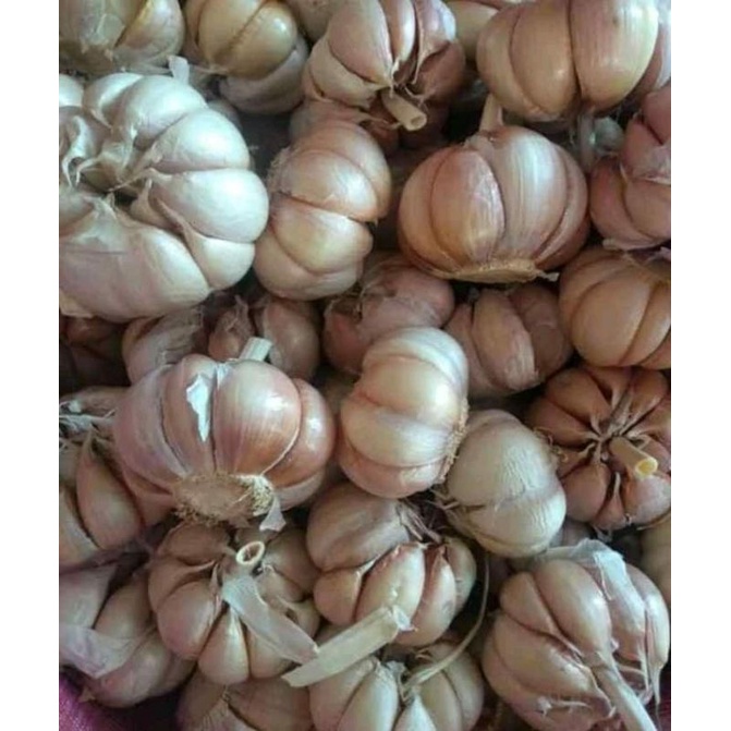 

bawang putih Banyuwangi 1 kg