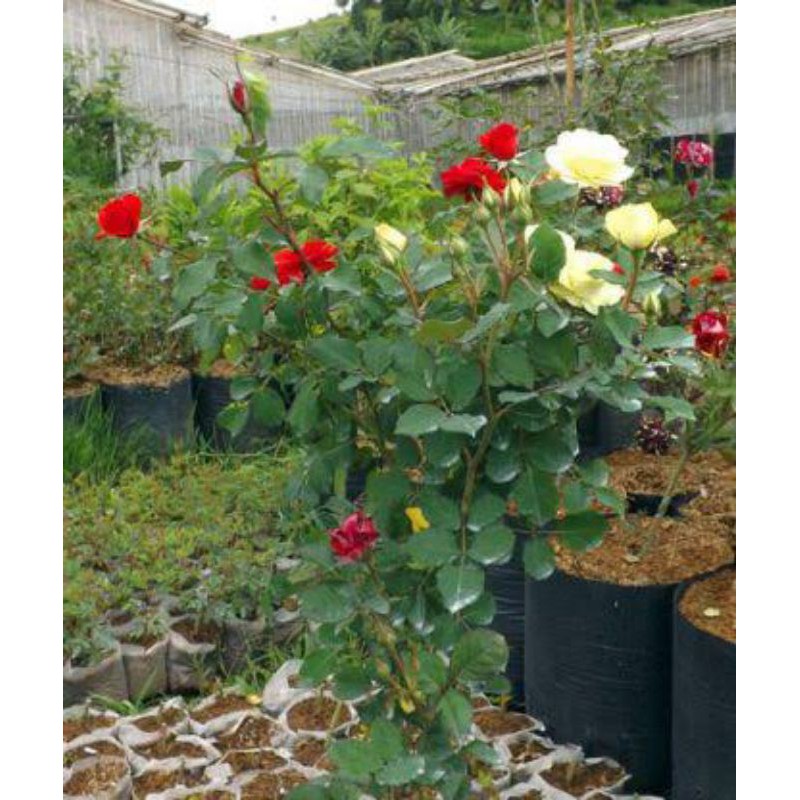 Bibit tanaman bunga mawar wangi