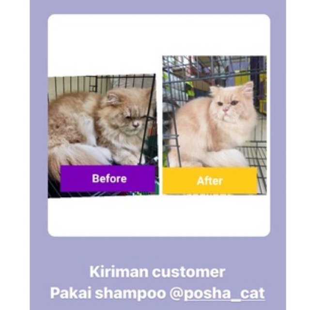 Posha_cat Hair&amp;Skin treatment shampo kucing 🇰🇷 | shampoo anti jamur kutu kucing | atasi problem kulit , halusin , kurangi rontok kucing