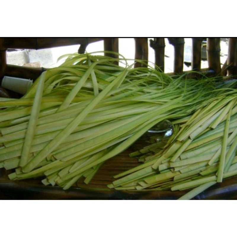 Janur kelapa muda/daun kelapa muda