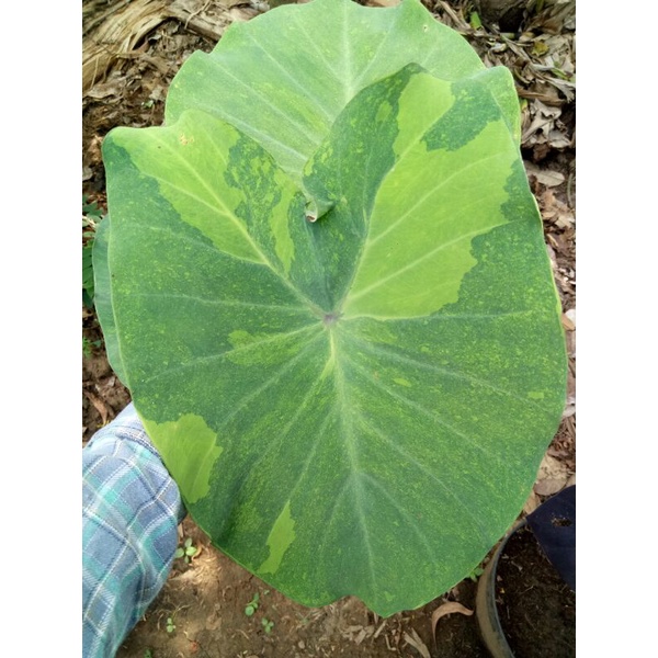 (Ukuran Besar) Colocasia Midori Sour Ori Import