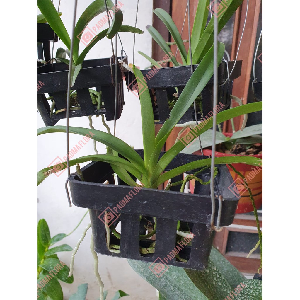 Vanda Ascocentrum Miniatum Remaja