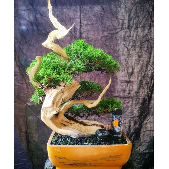 Bonsai Cemara Sinensis Juniperus Sinensis Tanuki Style Siap Pajang