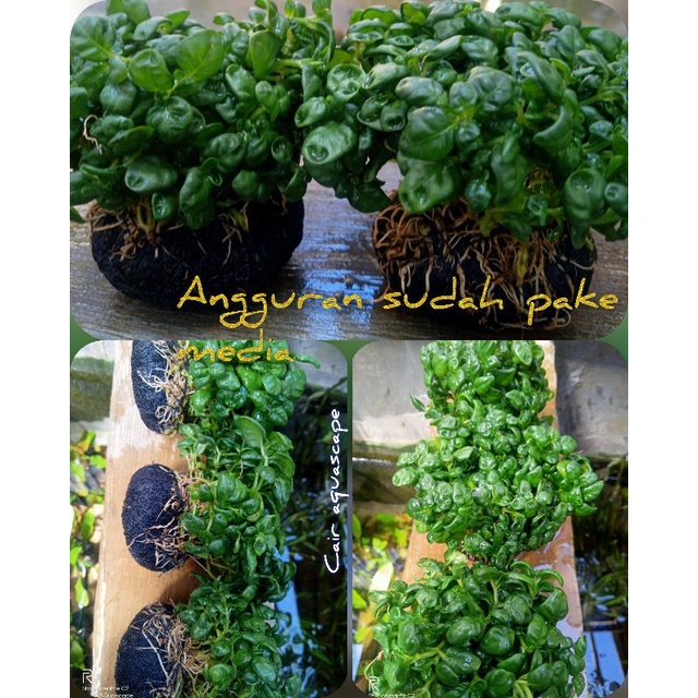 angguran mini media wabikusa hiasan akuarium