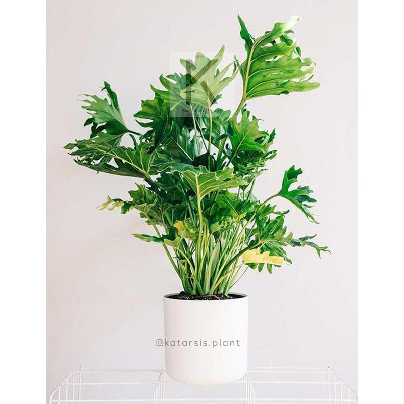 Tanaman Philodendron Selloum Perawatan Bebas Repot Tanaman Indoor Shopee Indonesia